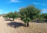 Resale - Land - Yecla