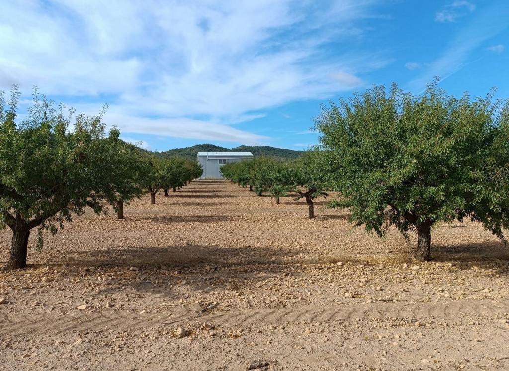 Resale - Land - Yecla