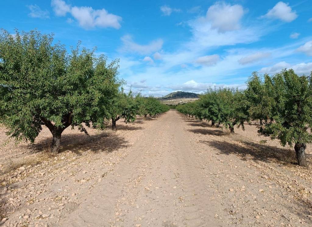 Resale - Land - Yecla