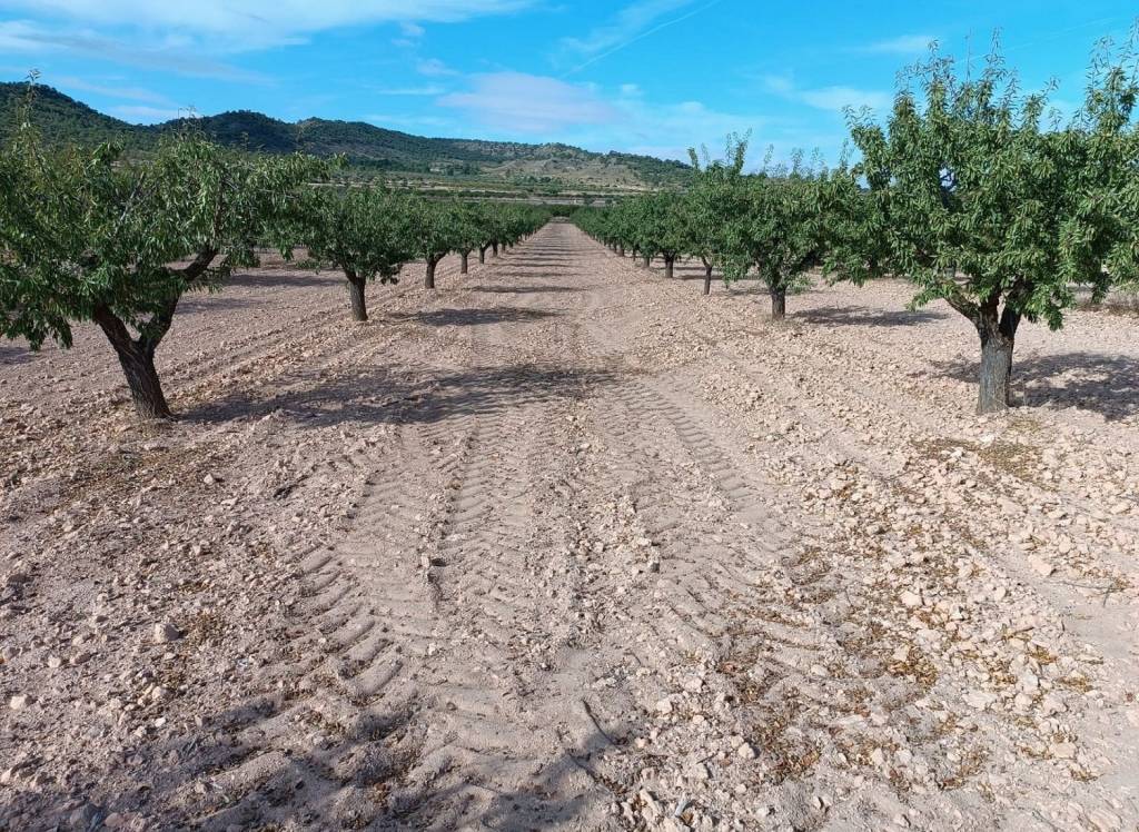 Resale - Land - Yecla