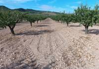 Resale - Land - Yecla