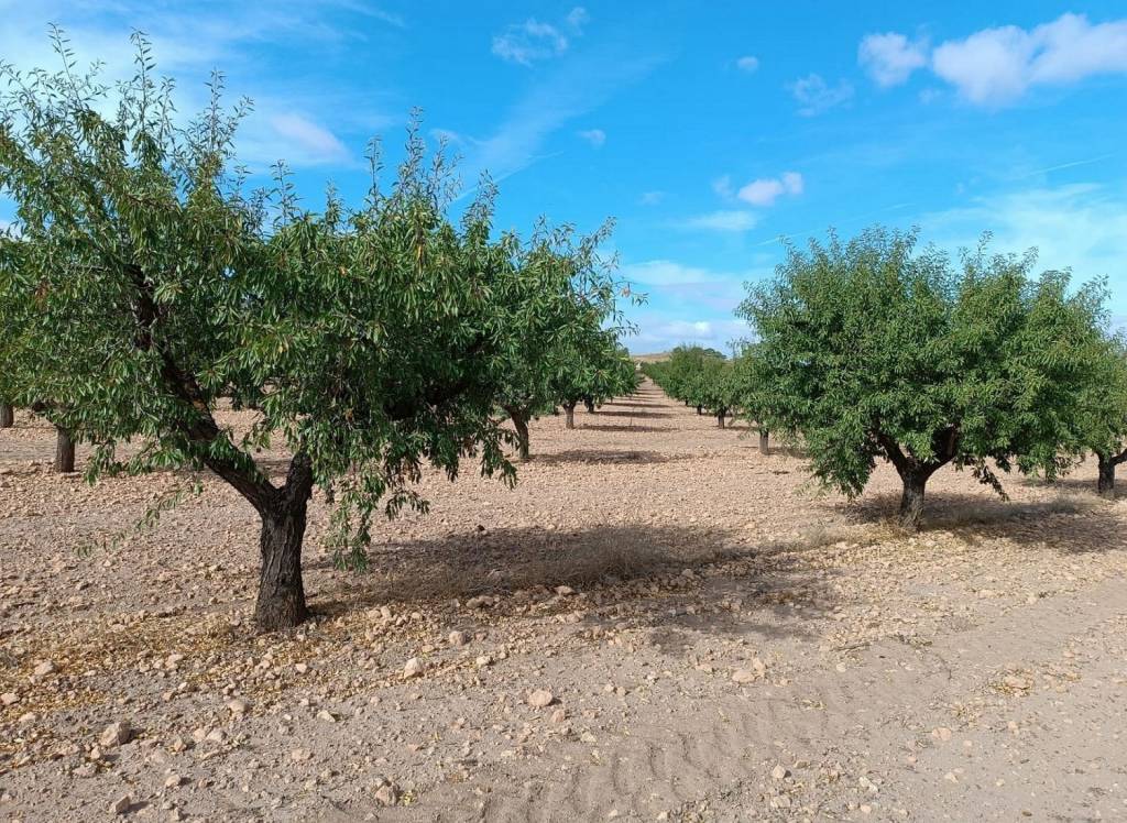 Resale - Land - Yecla