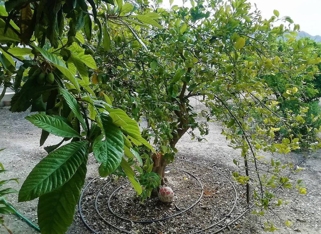 Resale - Villa - Abanilla