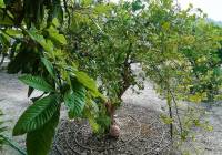 Resale - Villa - Abanilla