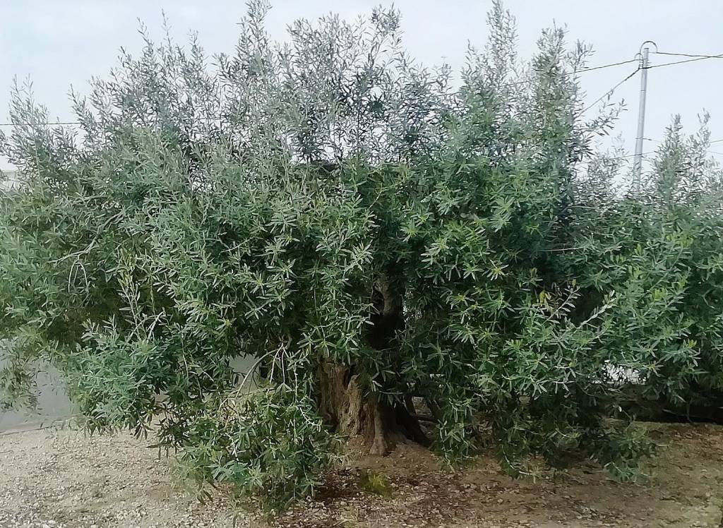 Resale - Villa - Abanilla