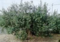 Resale - Villa - Abanilla