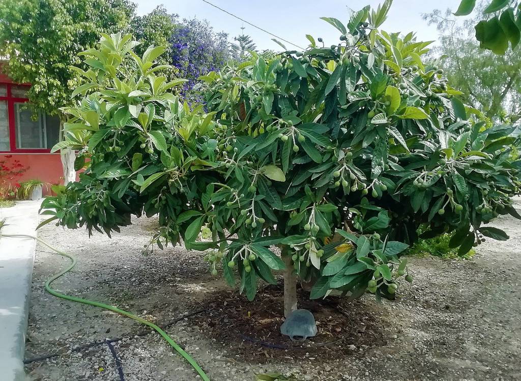 Resale - Villa - Abanilla