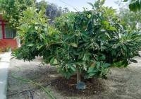 Resale - Villa - Abanilla