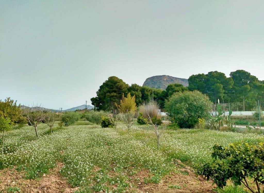 Resale - Villa - Aspe - Rural location