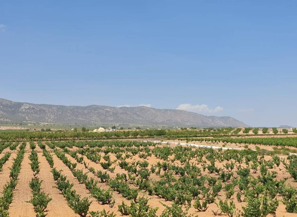 Resale - Villa - Pinoso