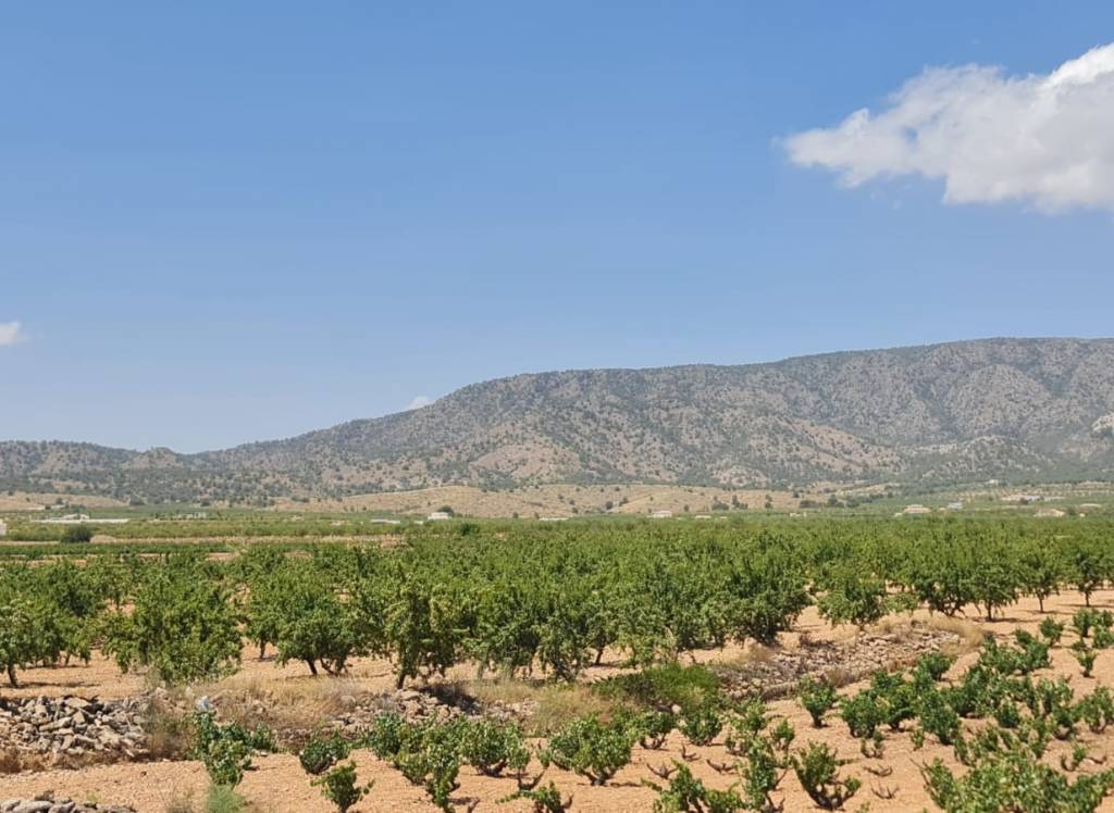 Resale - Villa - Pinoso