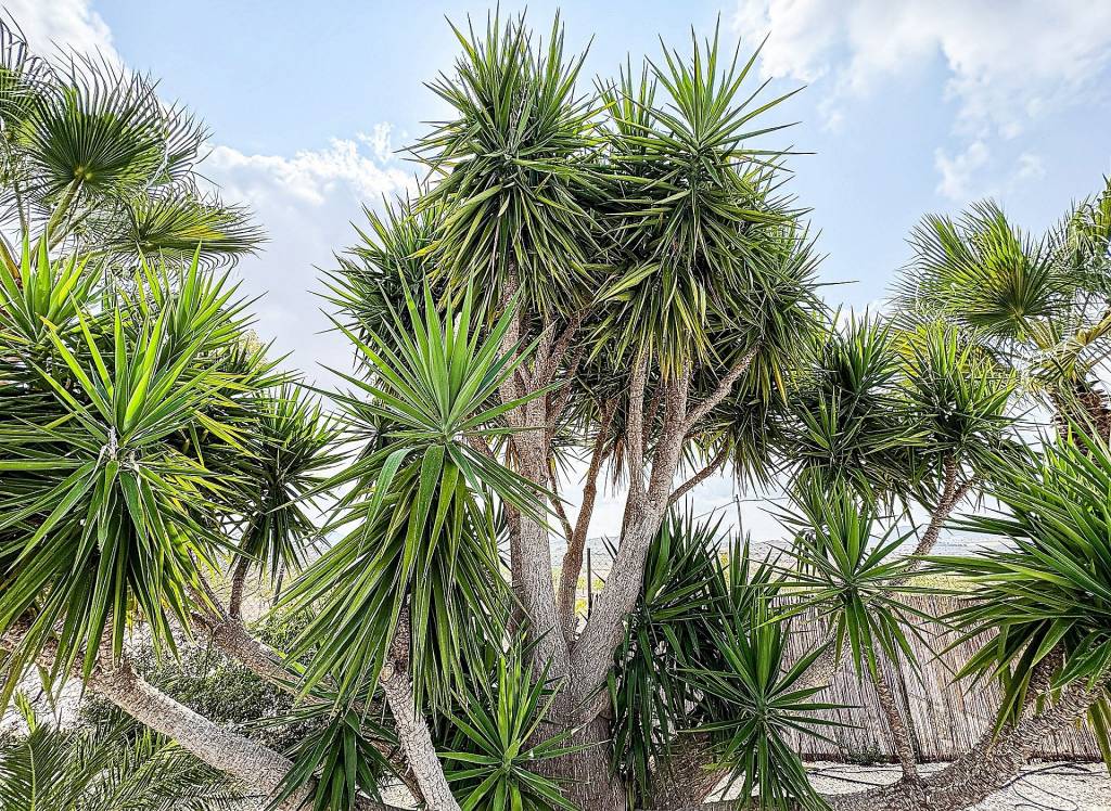 Resale - Villa - Pinoso