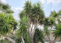 Resale - Villa - Pinoso