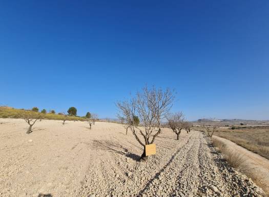 Terreno - Venta - Jumilla - Rural location