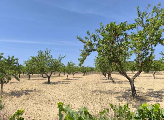 Terreno - Venta - Monovar - Rural location