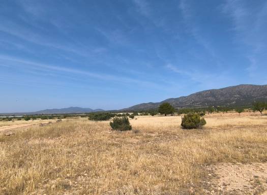 Terreno - Venta - Monovar - Rural location