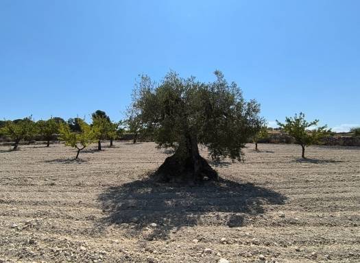 Terreno - Venta - Monovar - Rural location