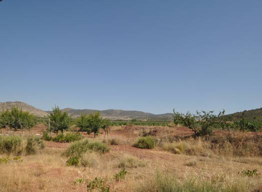 Terreno - Venta - Pinoso - Rural location