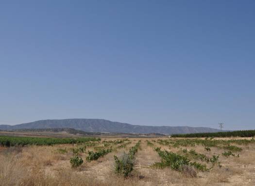 Terreno - Venta - Pinoso - Rural location