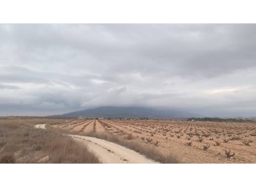 Terreno - Venta - Pinoso - Rural location