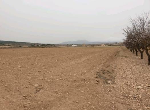 Terreno - Venta - Pinoso - Rural location