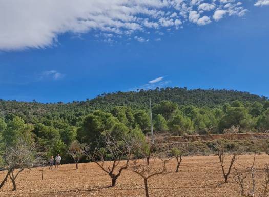 Terreno - Venta - Pinoso - Rural location