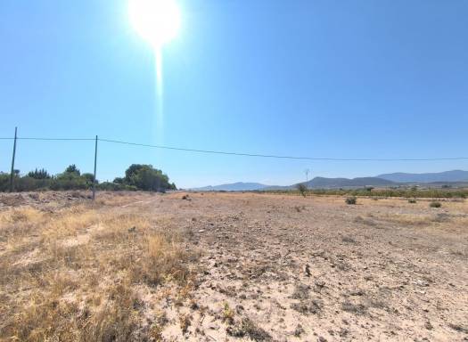 Terreno - Venta - Pinoso - Rural location
