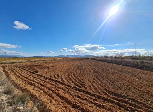 Terreno - Venta - Yecla - Rural location