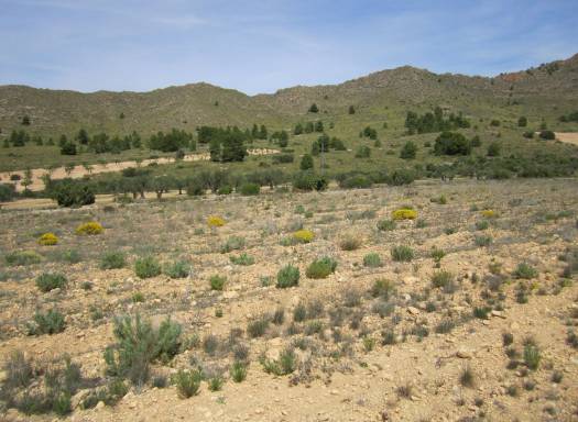 Terreno - Venta - Yecla - Yecla