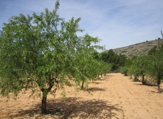 Terreno - Venta - Yecla - Yecla