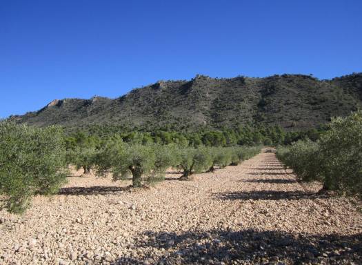 Terreno - Venta - Yecla - Yecla