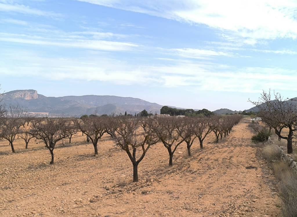 Venta - Obra Nueva - Monovar - In hamlet