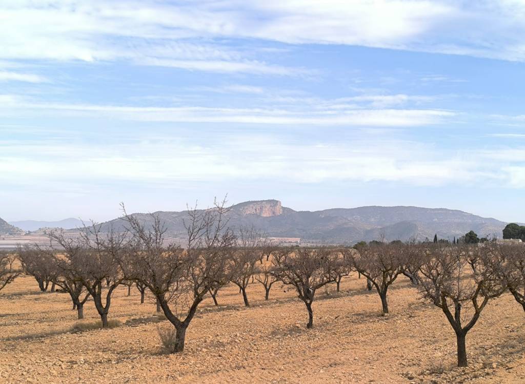 Venta - Obra Nueva - Monovar - In hamlet