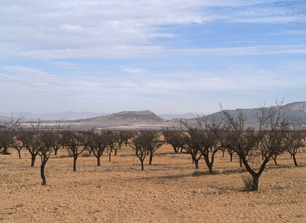 Venta - Obra Nueva - Monovar - In hamlet