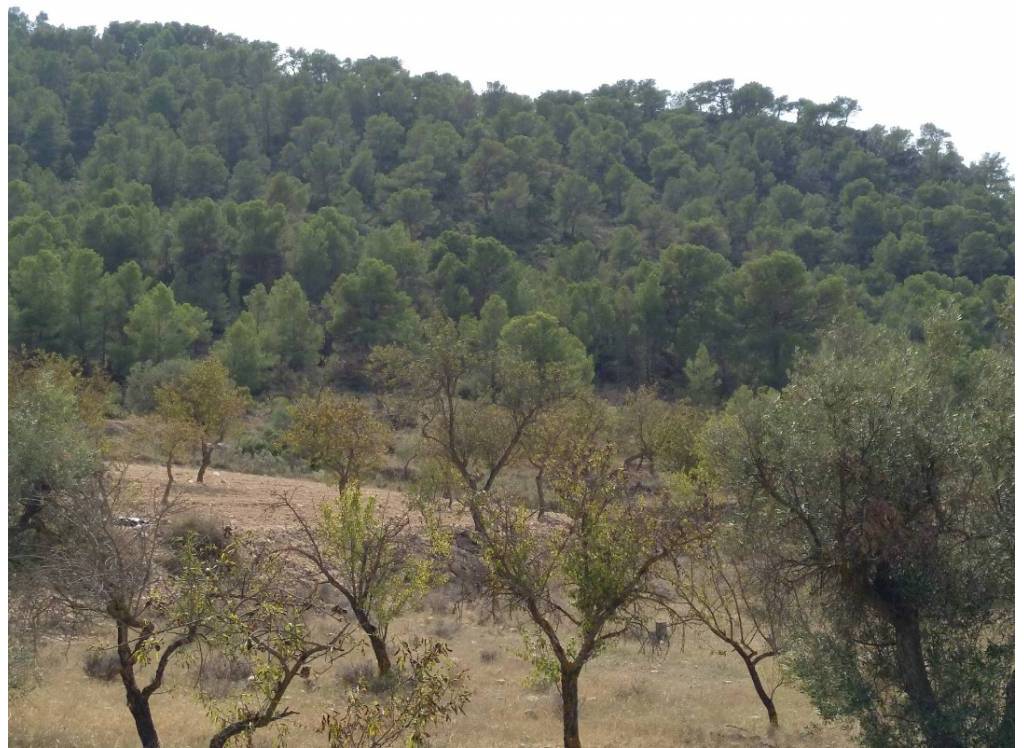 Venta - Terreno - Abanilla - Rural location