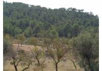 Venta - Terreno - Abanilla - Rural location