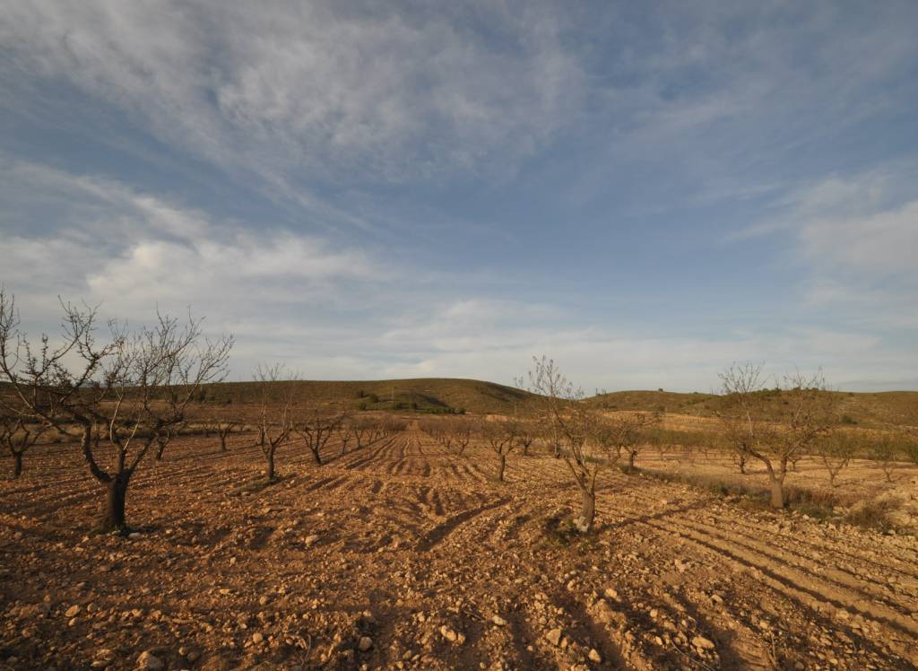 Venta - Terreno - Abanilla - Rural location