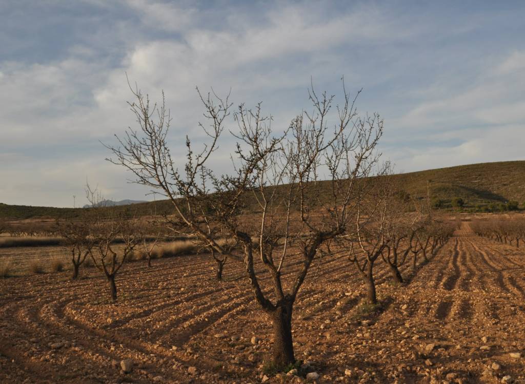 Venta - Terreno - Abanilla - Rural location