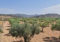 Venta - Terreno - Abanilla - Rural location