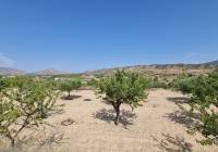 Venta - Terreno - Abanilla - Rural location