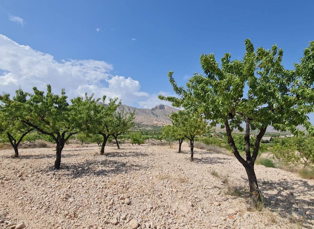 Venta - Terreno - Abanilla - Rural location