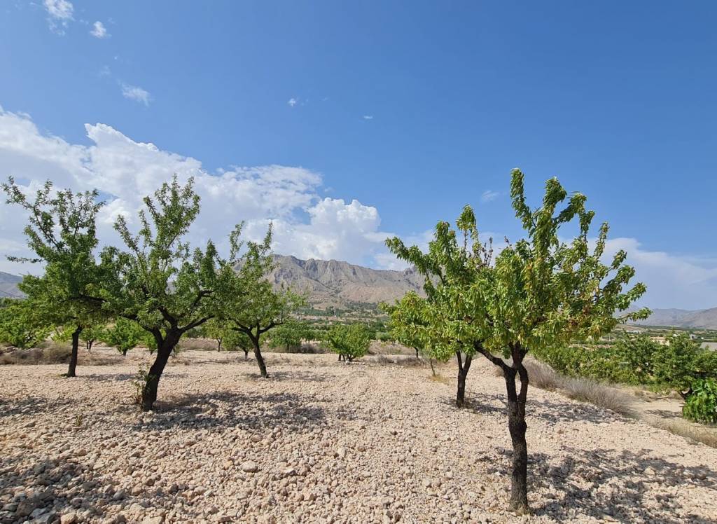 Venta - Terreno - Abanilla - Rural location