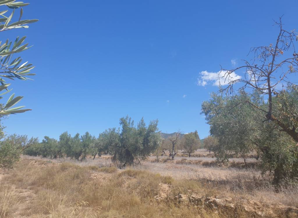 Venta - Terreno - Biar - Rural location