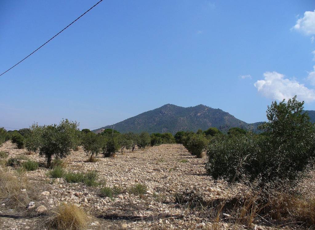 Venta - Terreno - Biar