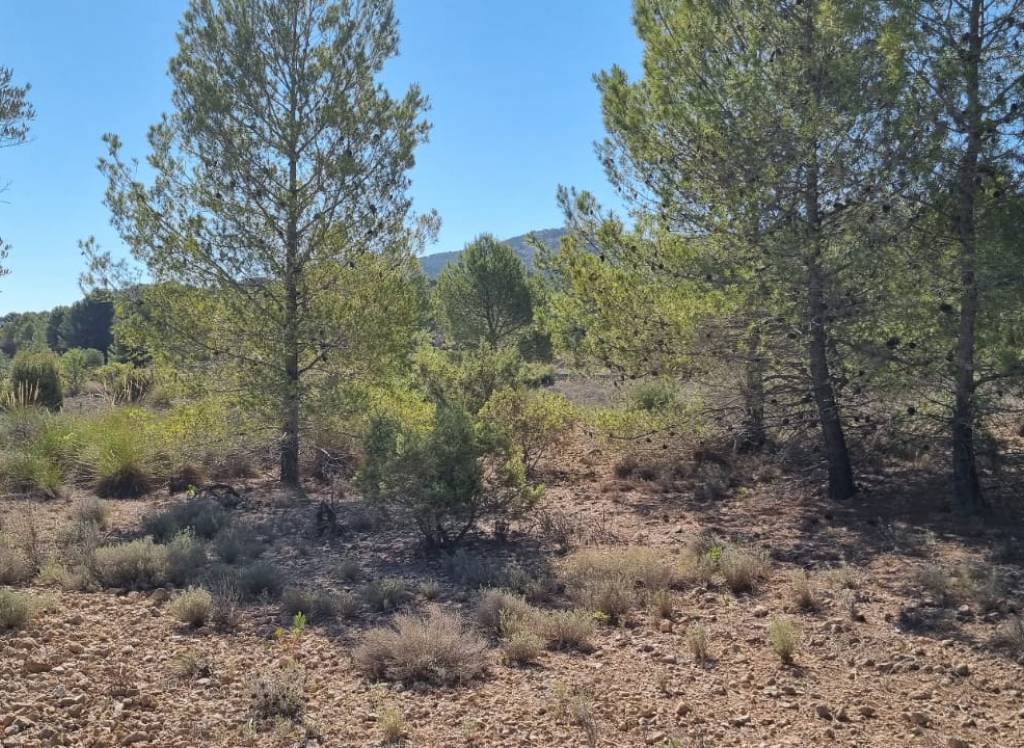 Venta - Terreno - Casas del Señor - Inland