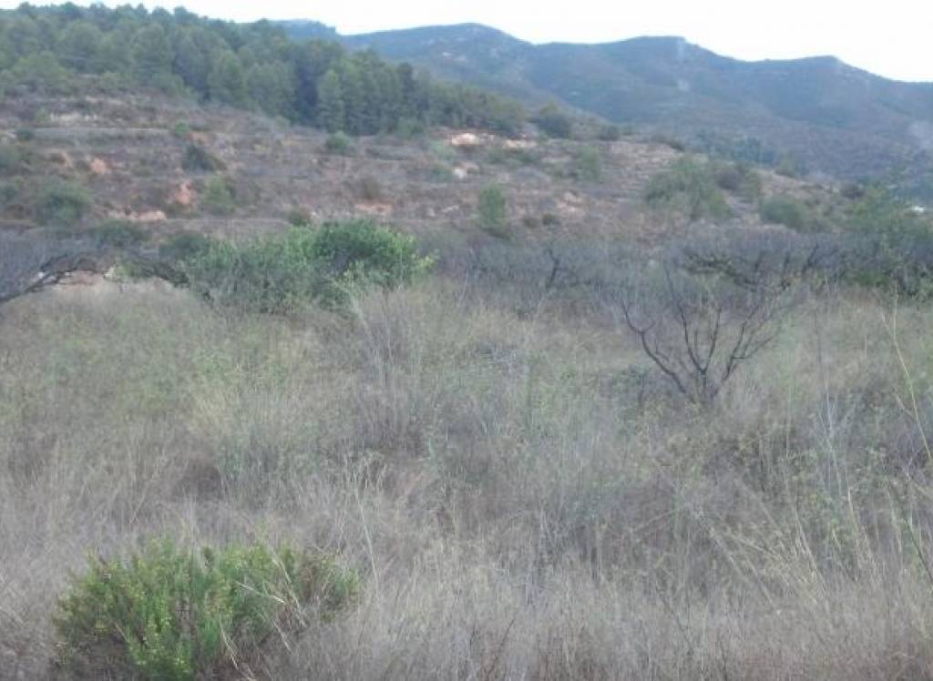 Venta - Terreno - Gandia - Rural location