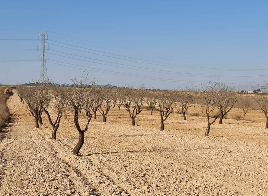 Venta - Terreno - Jumilla - Rural location