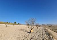 Venta - Terreno - Jumilla - Rural location
