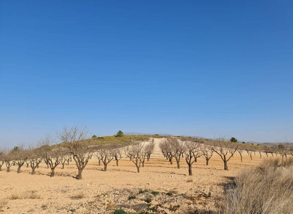 Venta - Terreno - Jumilla - Rural location