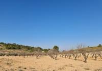 Venta - Terreno - Jumilla - Rural location